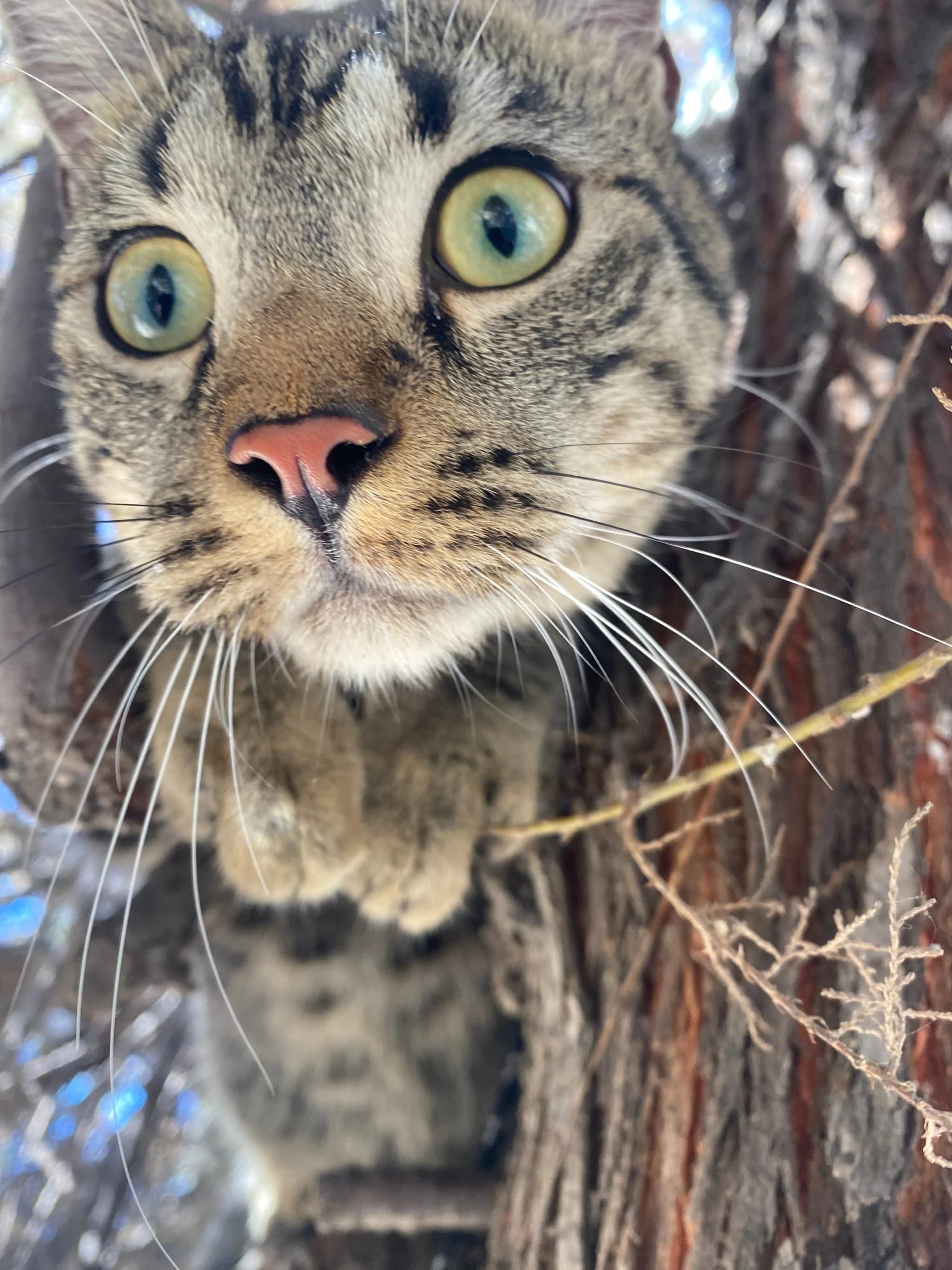 Holly: Il Compagno di Viaggio